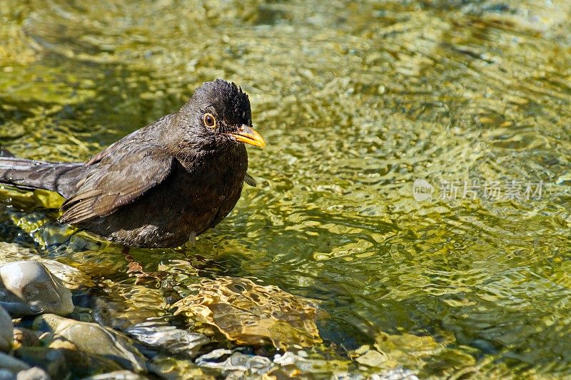 鸟-黑鸟雌Turdus merula正在池塘洗澡。德国拜仁。